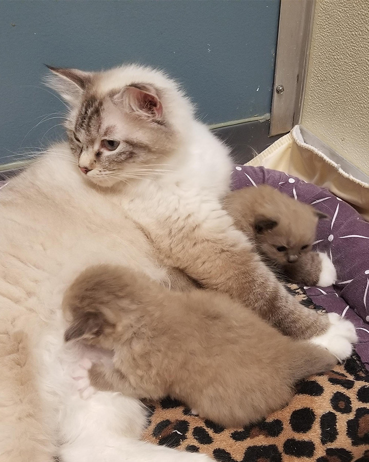 Ragdoll cat